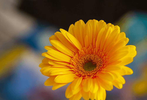 Stt thả thính bằng môn học