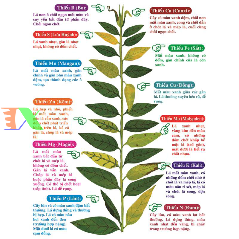 thanh phan chinh phan dam ure 4