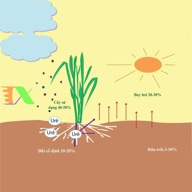 thanh phan chinh phan dam ure 6