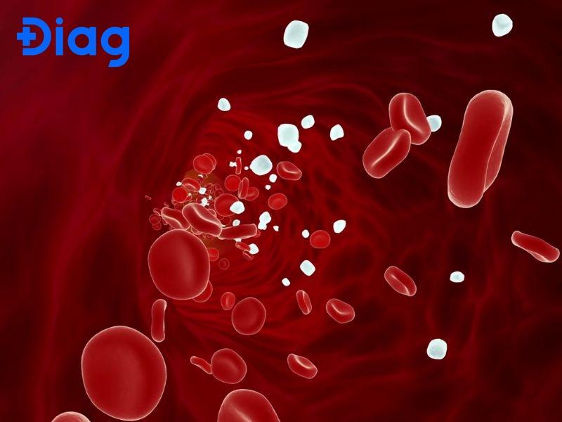 Máu đưa oxy và dưỡng chất quan trọng đến các tế bào.