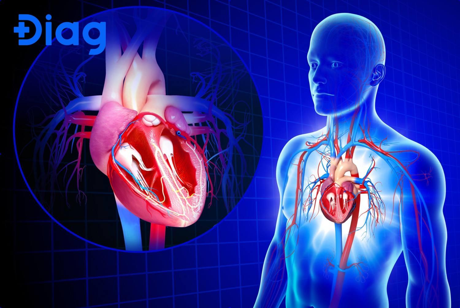 Tim là thành phần trung tâm của hệ tim mạch.