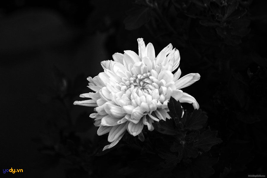 loi chia buon dam tang phat giao