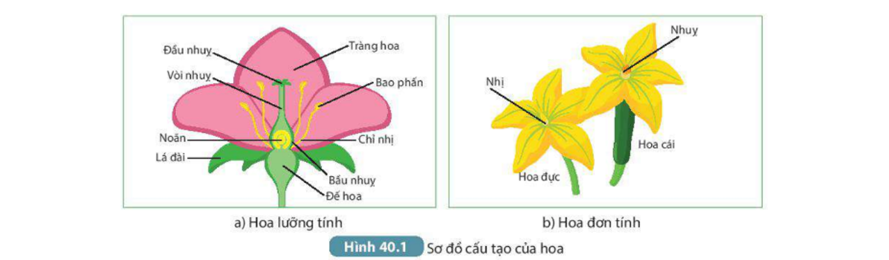 Lý thuyết sinh sản hữu tính ở sinh vật - Khoa học tự nhiên 7 Kết nối tri thức với cuộc sống</>