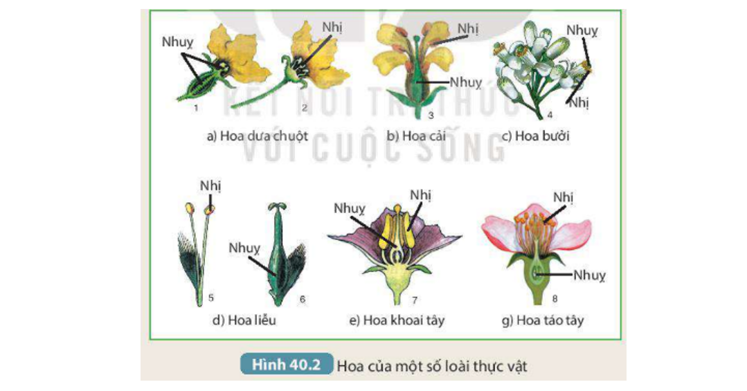 Lý thuyết sinh sản hữu tính ở sinh vật - Khoa học tự nhiên 7 Kết nối tri thức với cuộc sống</>