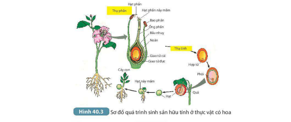 Lý thuyết sinh sản hữu tính ở sinh vật - Khoa học tự nhiên 7 Kết nối tri thức với cuộc sống</>