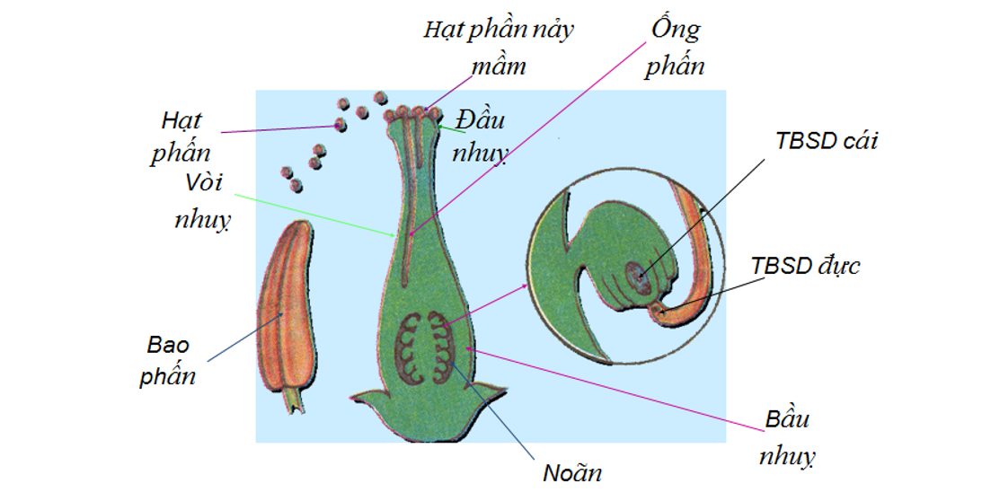 Lý thuyết sinh sản hữu tính ở sinh vật - Khoa học tự nhiên 7 Kết nối tri thức với cuộc sống</>