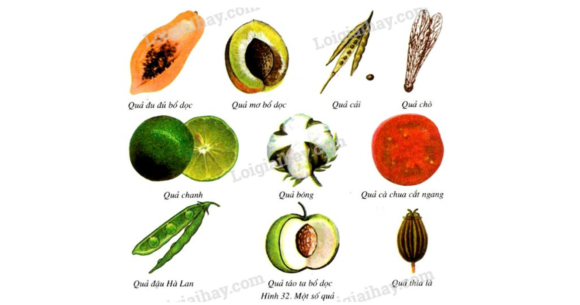 Lý thuyết sinh sản hữu tính ở sinh vật - Khoa học tự nhiên 7 Kết nối tri thức với cuộc sống</>