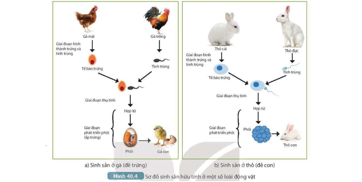 Lý thuyết sinh sản hữu tính ở sinh vật - Khoa học tự nhiên 7 Kết nối tri thức với cuộc sống</>