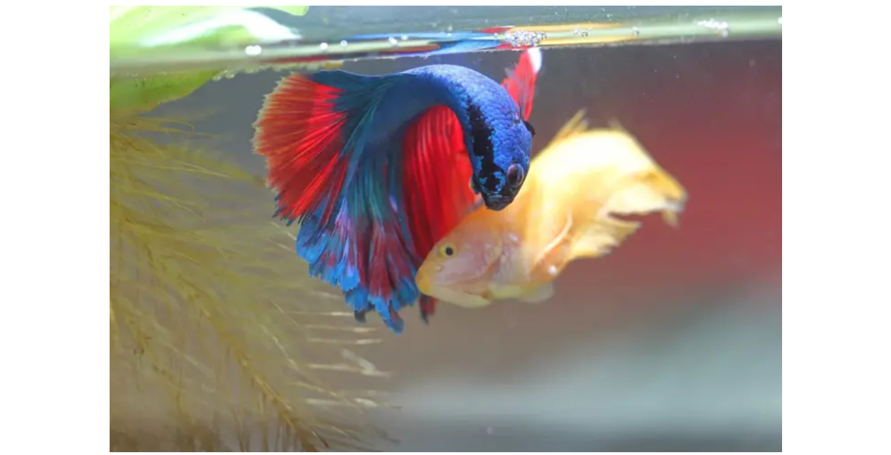 Lý thuyết sinh sản hữu tính ở sinh vật - Khoa học tự nhiên 7 Kết nối tri thức với cuộc sống</>