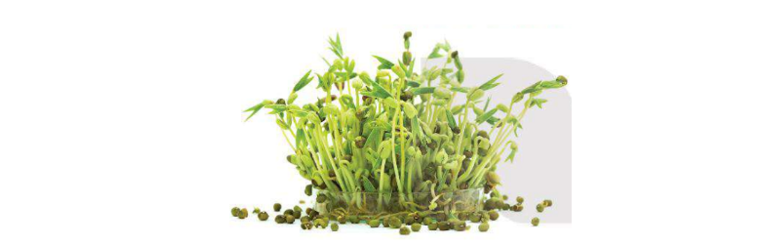 Lý thuyết sinh sản hữu tính ở sinh vật - Khoa học tự nhiên 7 Kết nối tri thức với cuộc sống</>