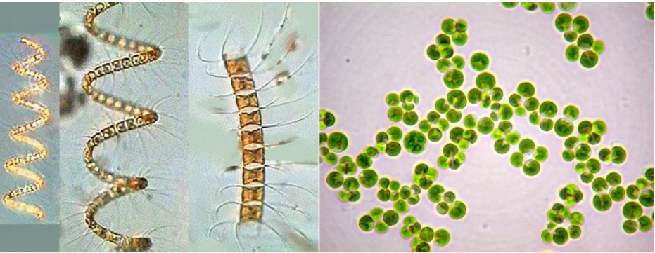 Một số loài thực vật phù du có lợi trong các hệ thống sản xuất nuôi trồng thủy