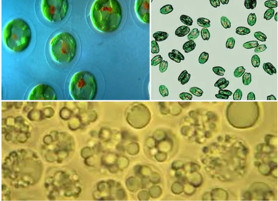 Một số loài thực vật phù du có lợi trong các hệ thống nuôi trồng thủy sản nước ngọt và biển