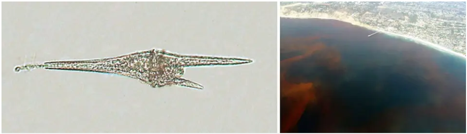 Tảo đơn bào hai roi (Dinoflagellates) nở hoa hình thành các đợt thủy triều đỏ