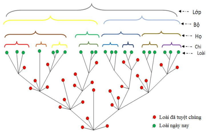 Sơ đồ phân ly tính trạng trong tiến hóa lớn