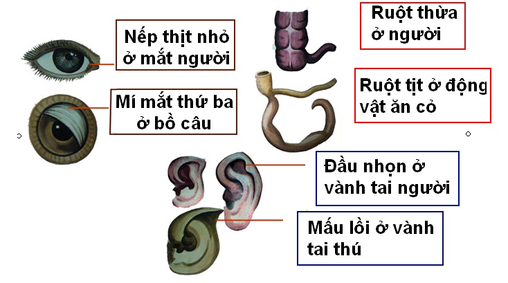 trong tien hoa cac co quan tuong dong co y nghia phan anh 1