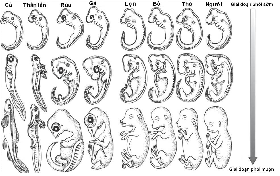 trong tien hoa cac co quan tuong dong co y nghia phan anh 2