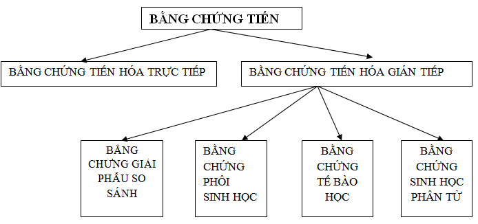 trong tien hoa cac co quan tuong dong co y nghia phan anh