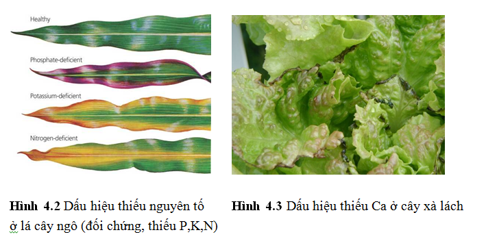 vai tro cua nito trong co the thuc vat