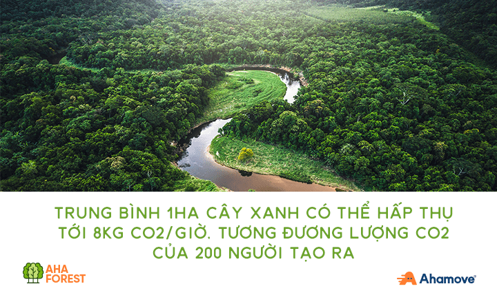 vai tro quan trong cua rung doi voi san xuat va doi song la