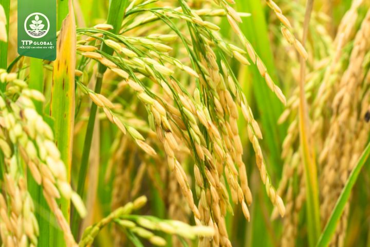 Tìm hiểu về vụ hè thu