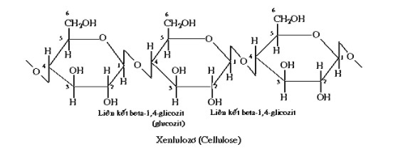 cấu trúc phân tử xenlulozo - bài 6 saccarozơ tinh bột và xenlulozơ