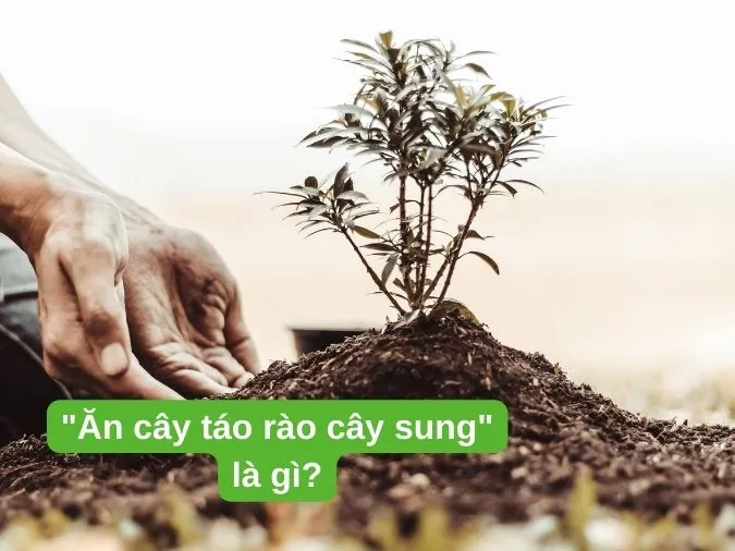 an-cay-tao-rao-cay-sung-voh-1