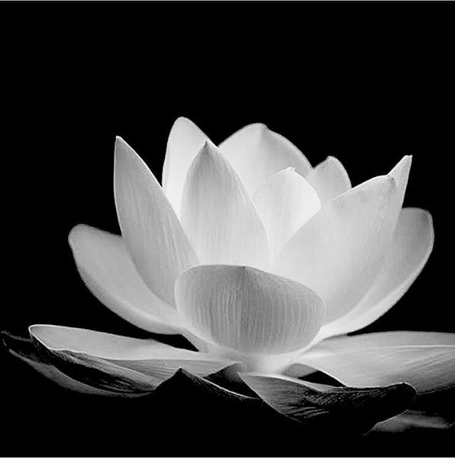 Avatar hoa sen trắng đám tang