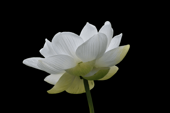 Hoa sen trắng nền đen