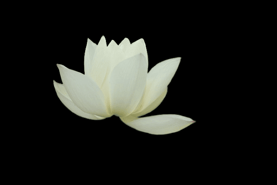 Hoa sen trắng nền đen đám tang