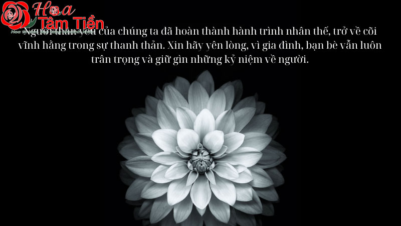 Hoa Tâm Tiền