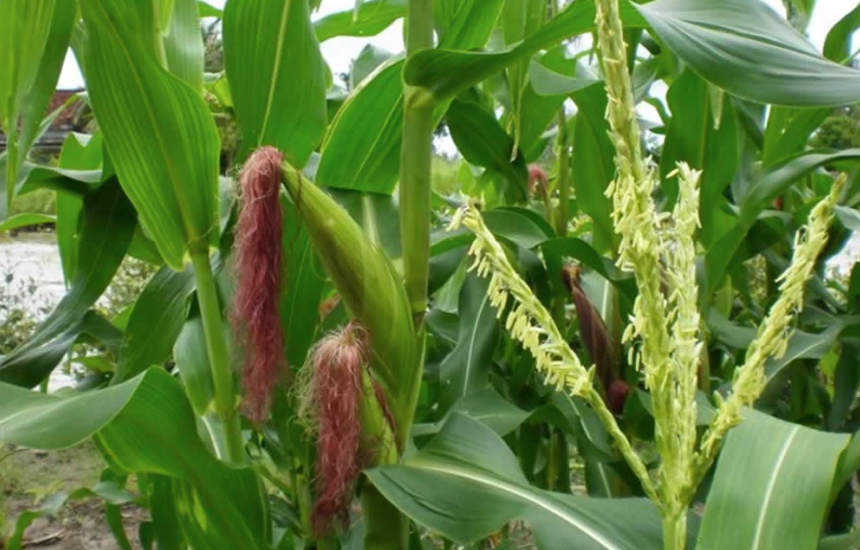 Mây và gió | Bài thơ Mây và gió (Vũ Thị Diệu Linh)