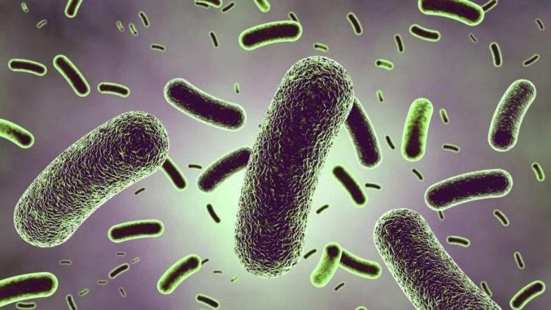 Tinh dầu bạc hà là một lựa chọn điều trị với nhiều bệnh truyền nhiễm do vi khuẩn và nấm