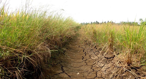 bien phap cai tao dat man 2