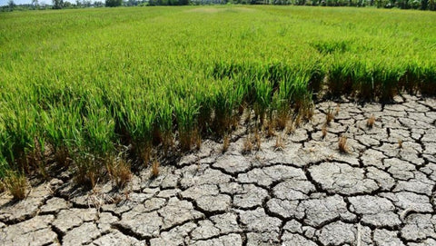 bien phap cai tao dat man