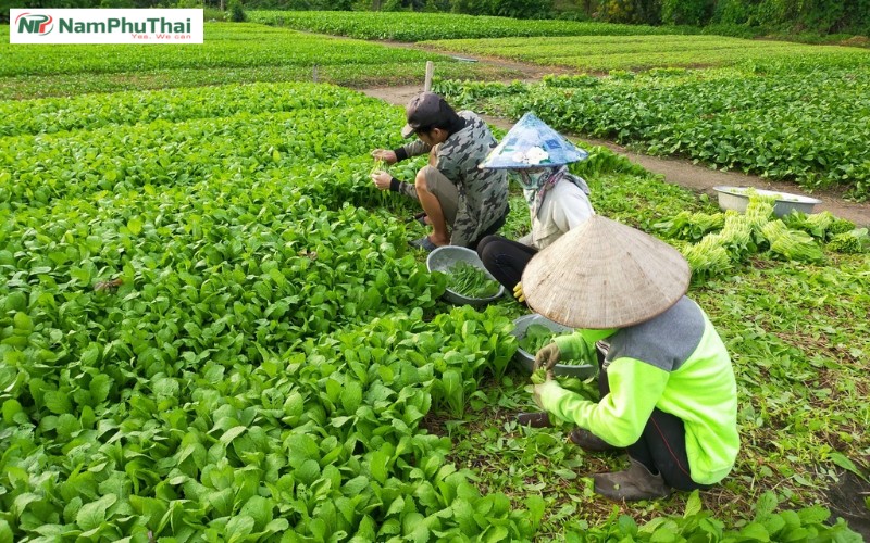 cac phuong phap thu hoach nong san