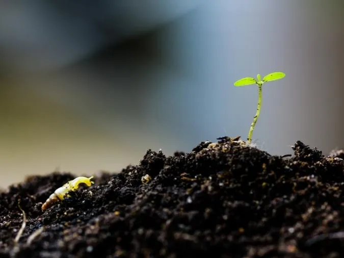 can-cu-bu-thong-minh-voh-1