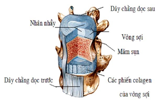 mâm sụn cột sống