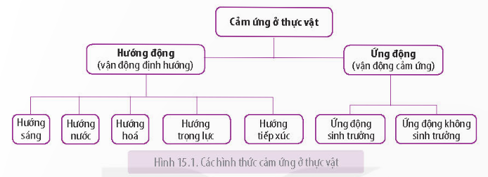 Lý thuyết Cảm ứng ở thực vật - Sinh học 11 Kết nối tri thức</>