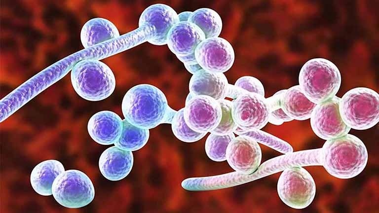 Đặc điểm cấu tạo của nấm gây bệnh trên người 3