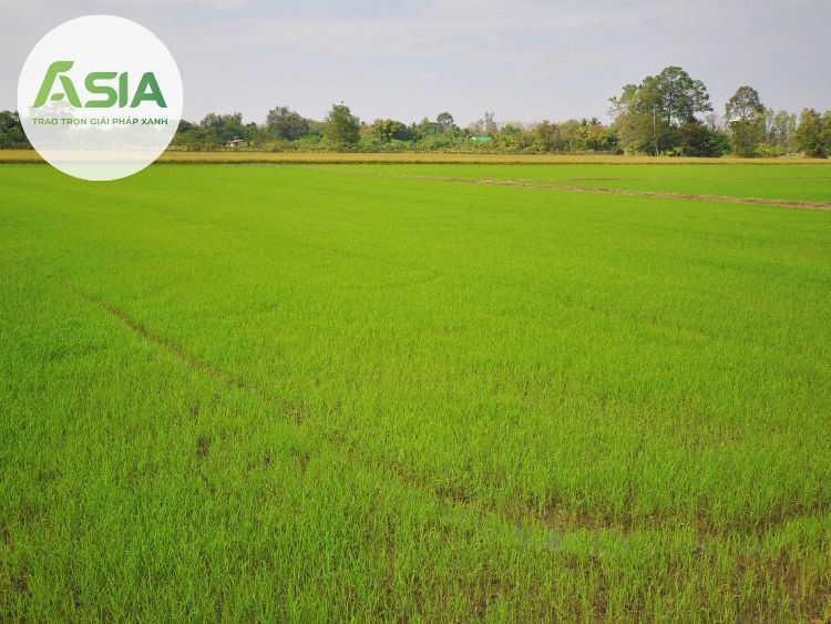 dac diem sinh thai cua cay lua mi 1