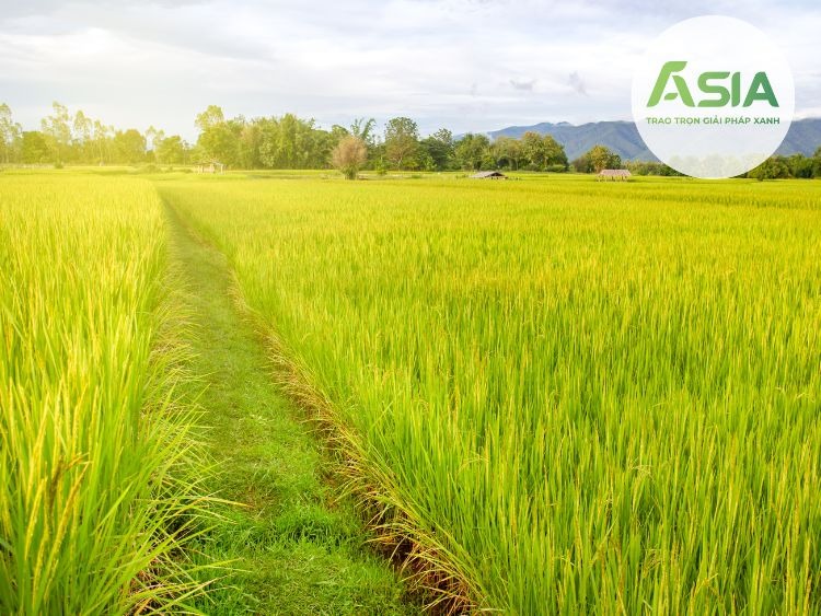 dac diem sinh thai cua cay lua mi 2