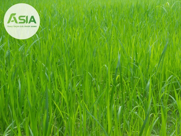 dac diem sinh thai cua cay lua mi 3