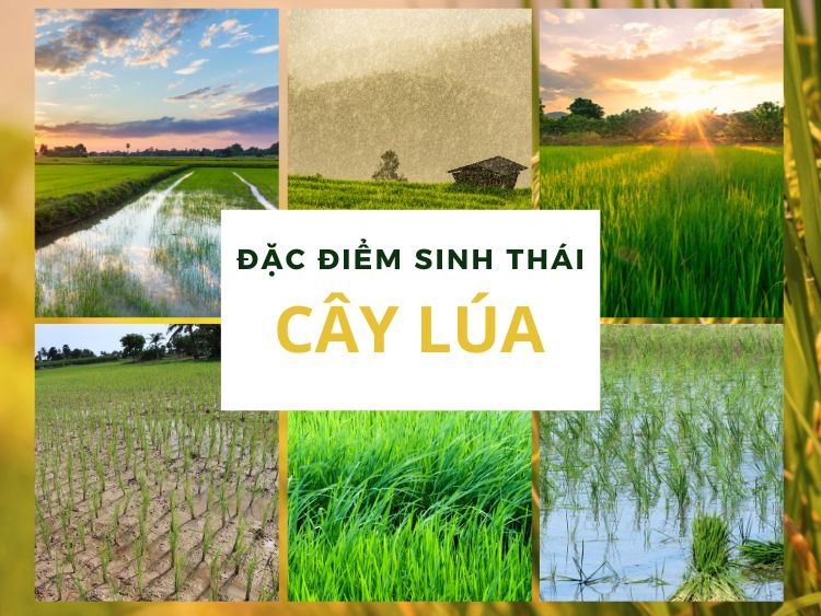 dac diem sinh thai cua cay lua mi