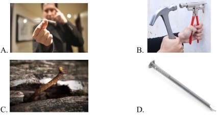 Đề thi Học kì 1 Khoa học lớp 5 Cánh Diều