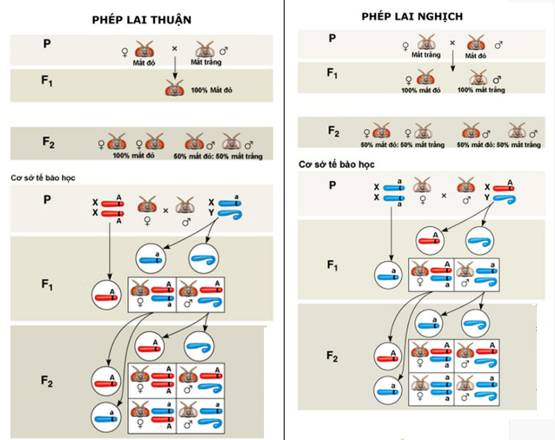 cơ sở tế bào học của phép lai thuận nghịch - di truyền liên kết với giới tính