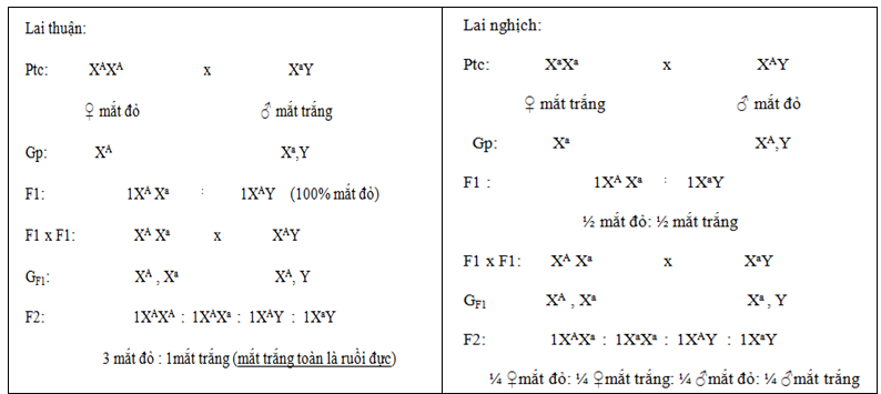 sơ đồ lai phép lai thuận nghịch - di truyền liên kết với giới tính