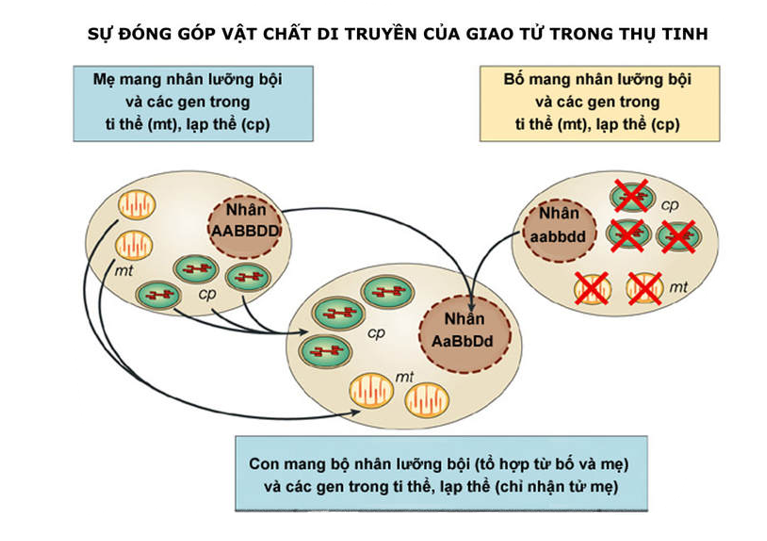đặc điểm di truyền ngoài nhân - bài 12 di truyền liên kết với giới tính và di truyền ngoài nhân