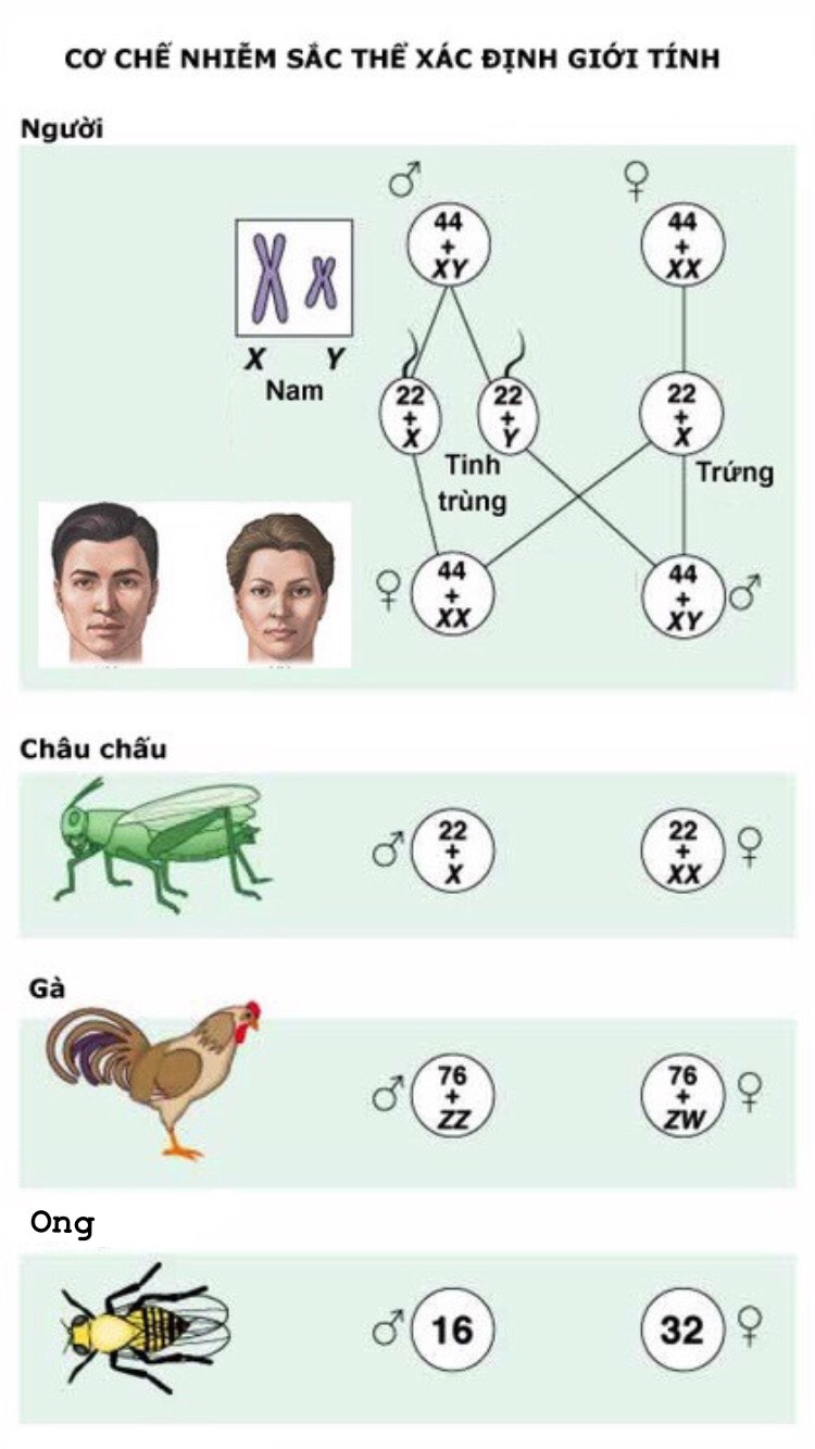Cơ chế xác định giới tính ở một số loài - di truyền liên kết với giới tính