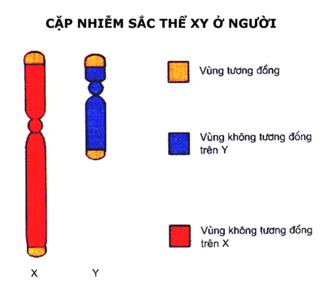 cặp NST giới tính ở người - di truyền liên kết với giới tính