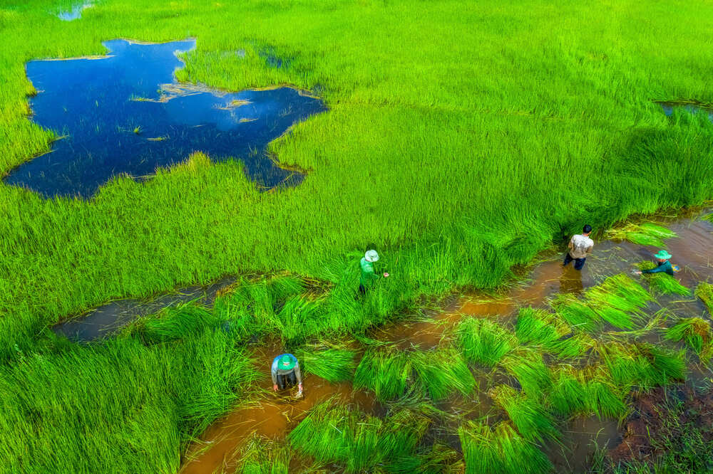 So sánh đồng bằng sông Hồng và đồng bằng sông Cửu Long?